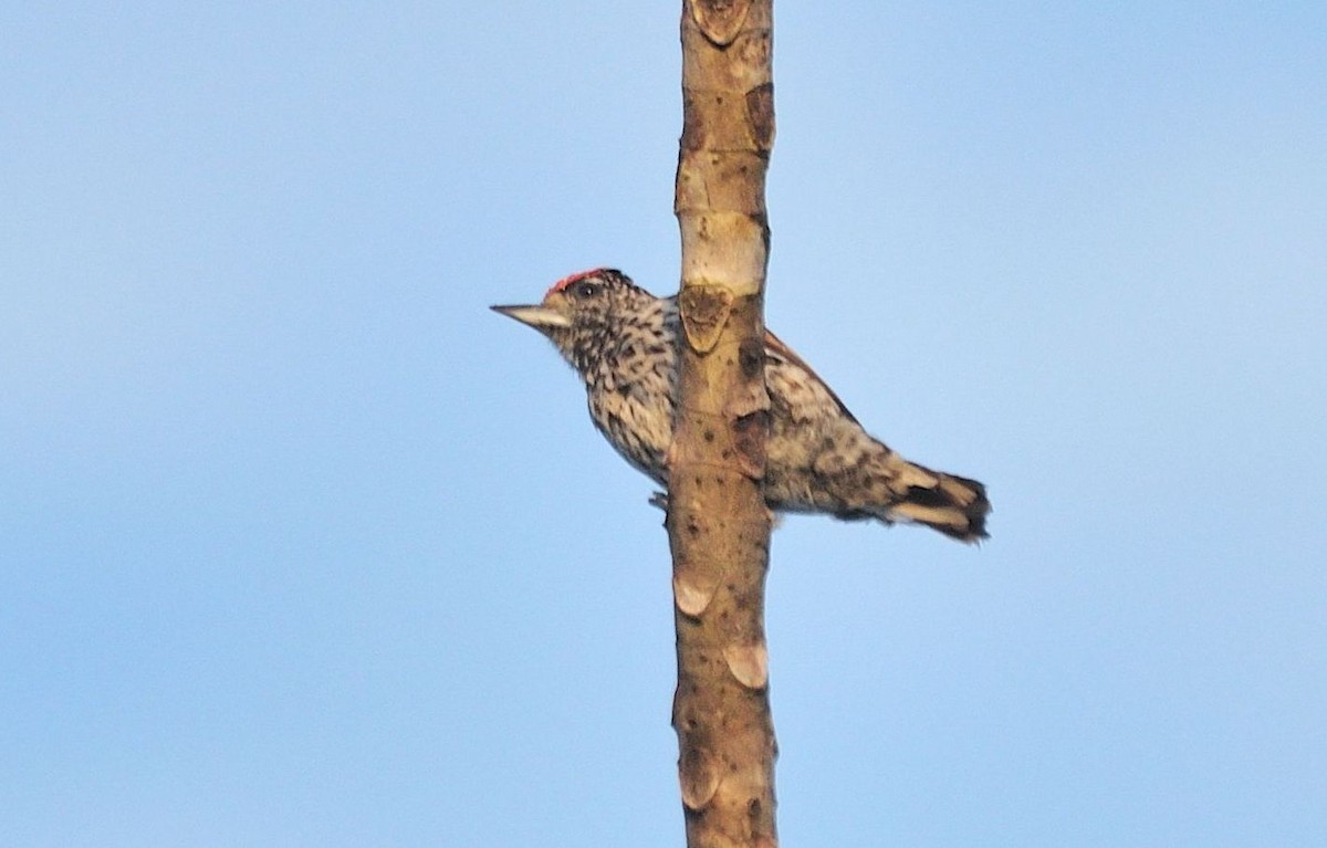 White-wedged Piculet - ML620809559