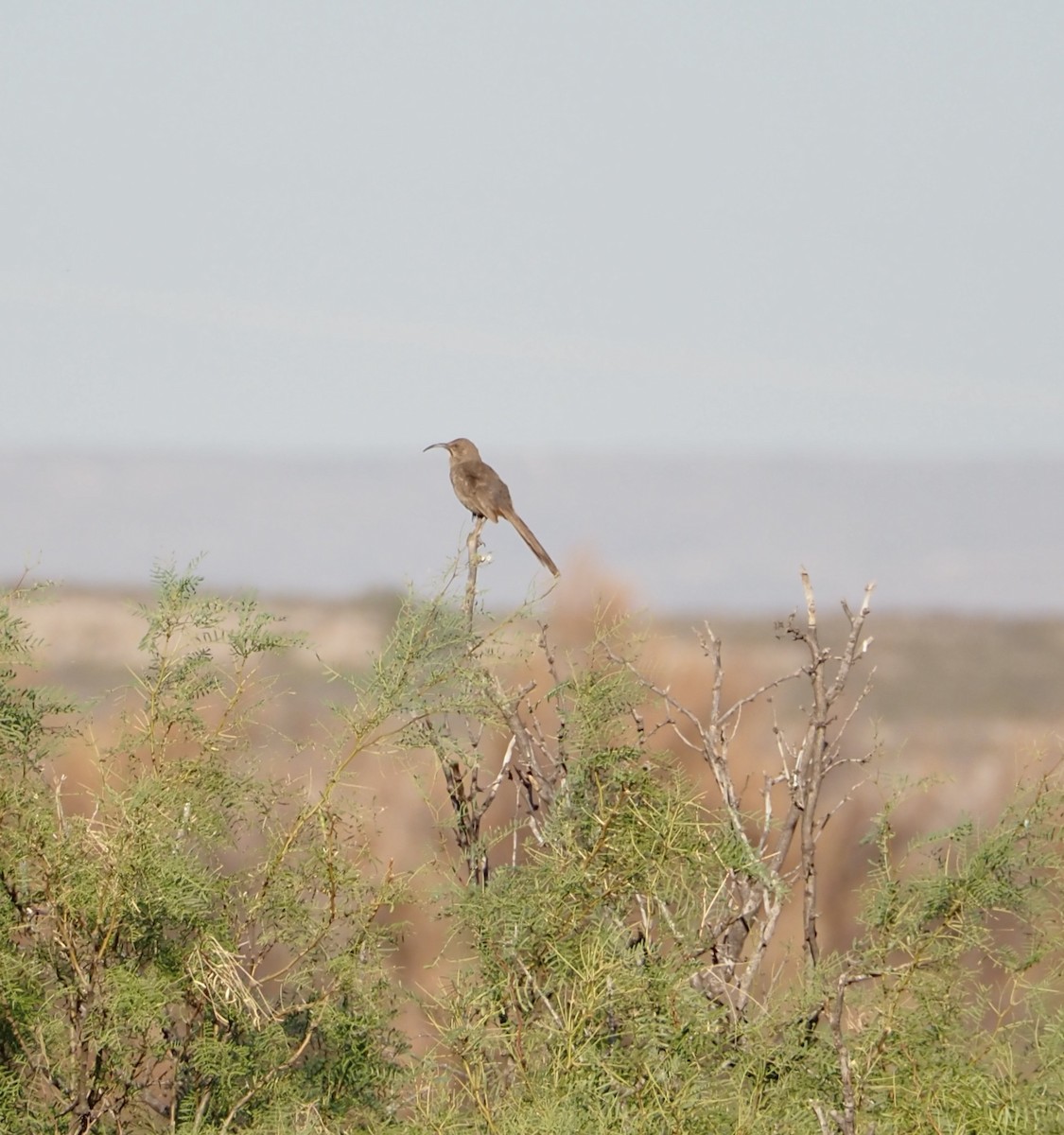 Crissal Thrasher - ML620809568