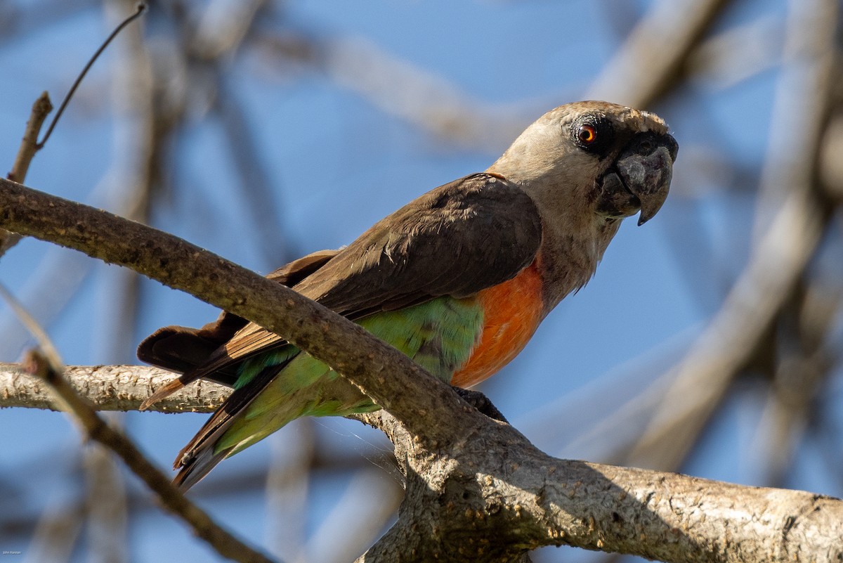 Red-bellied Parrot - ML620809571