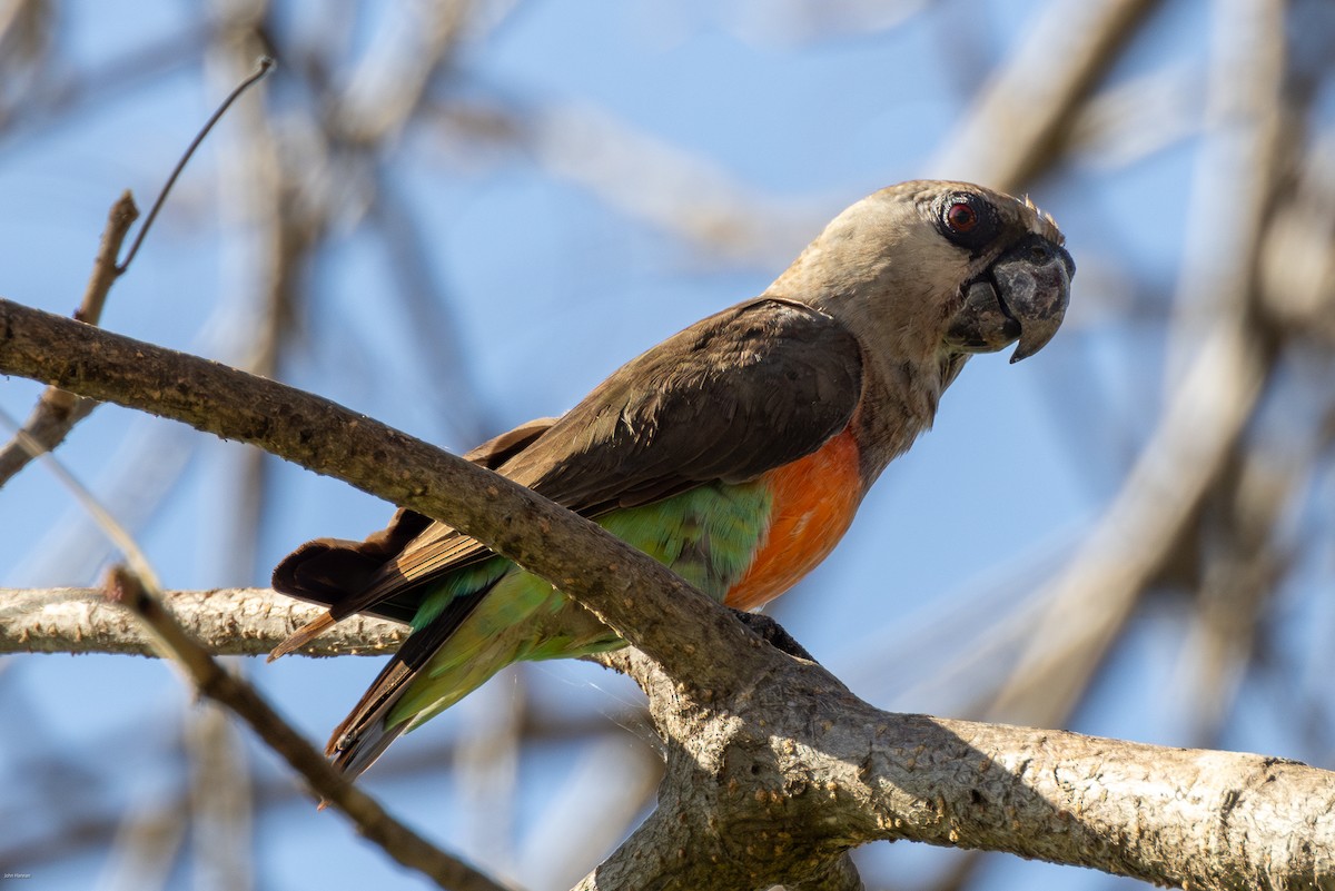 Red-bellied Parrot - ML620809572