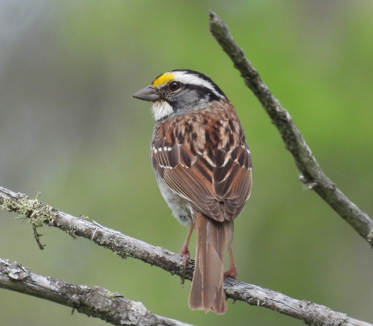 White-throated Sparrow - ML620809574