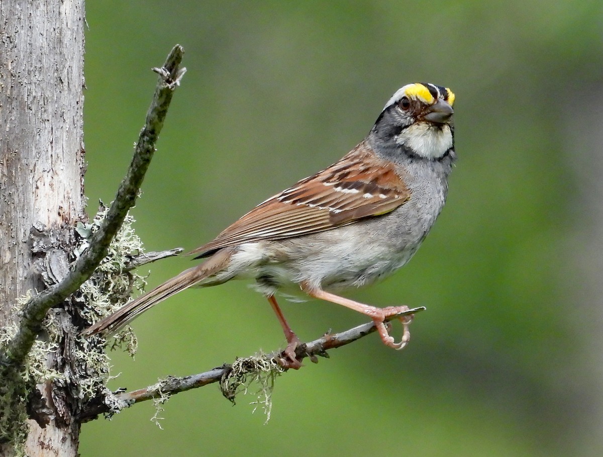 White-throated Sparrow - ML620809575