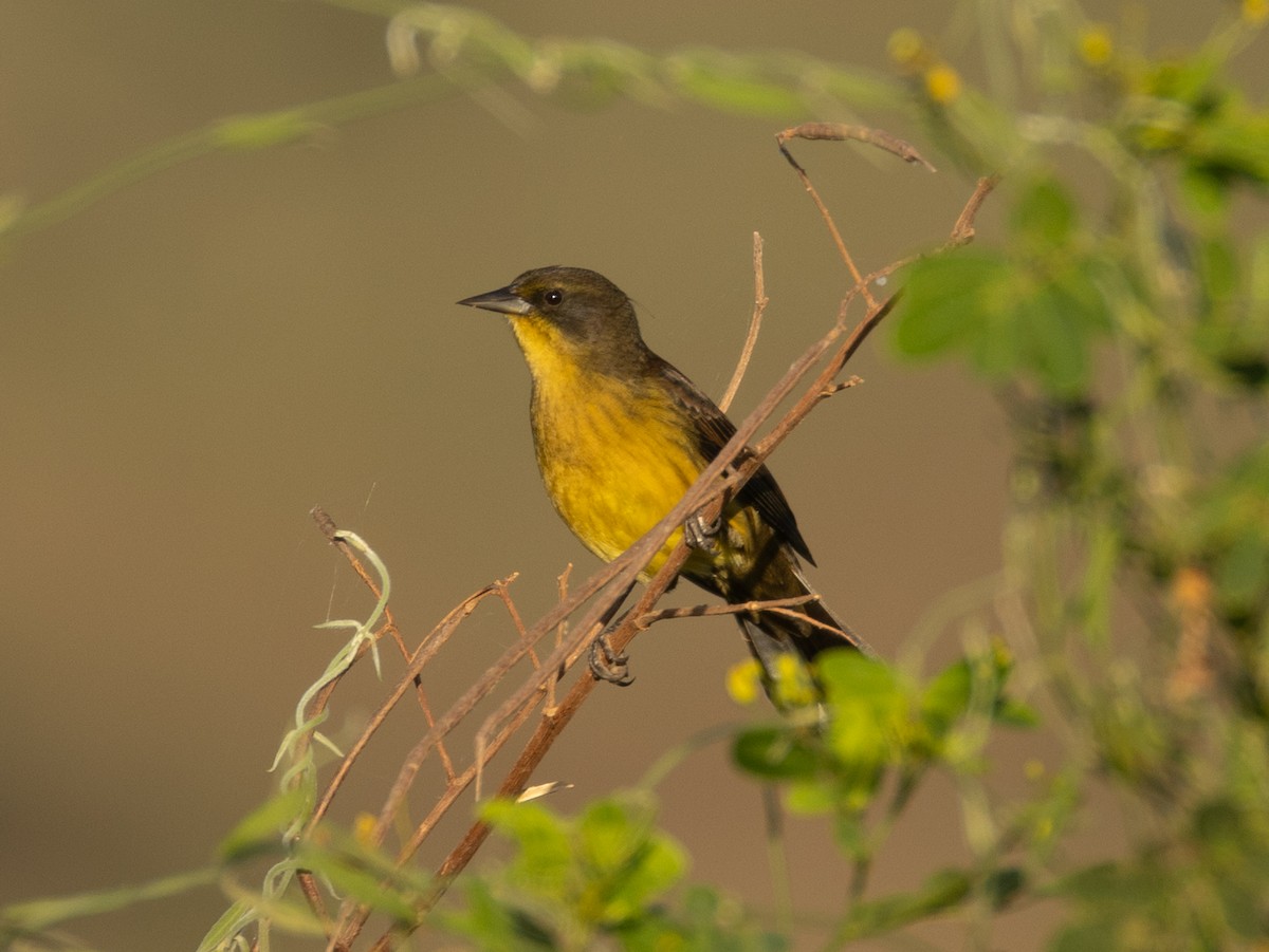 Unicolored Blackbird - ML620809579