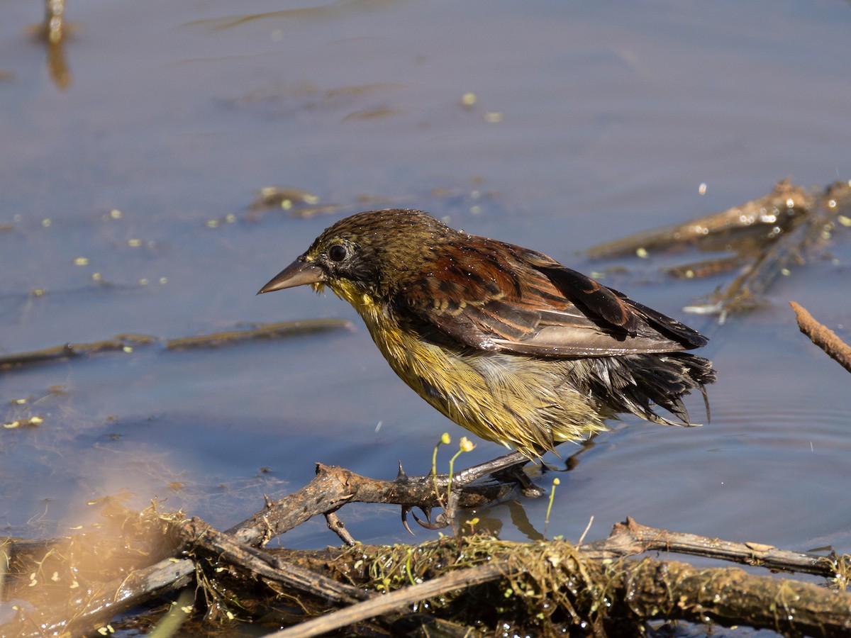 Unicolored Blackbird - ML620809580