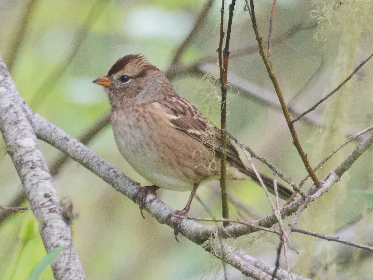 White-crowned Sparrow - ML620809586