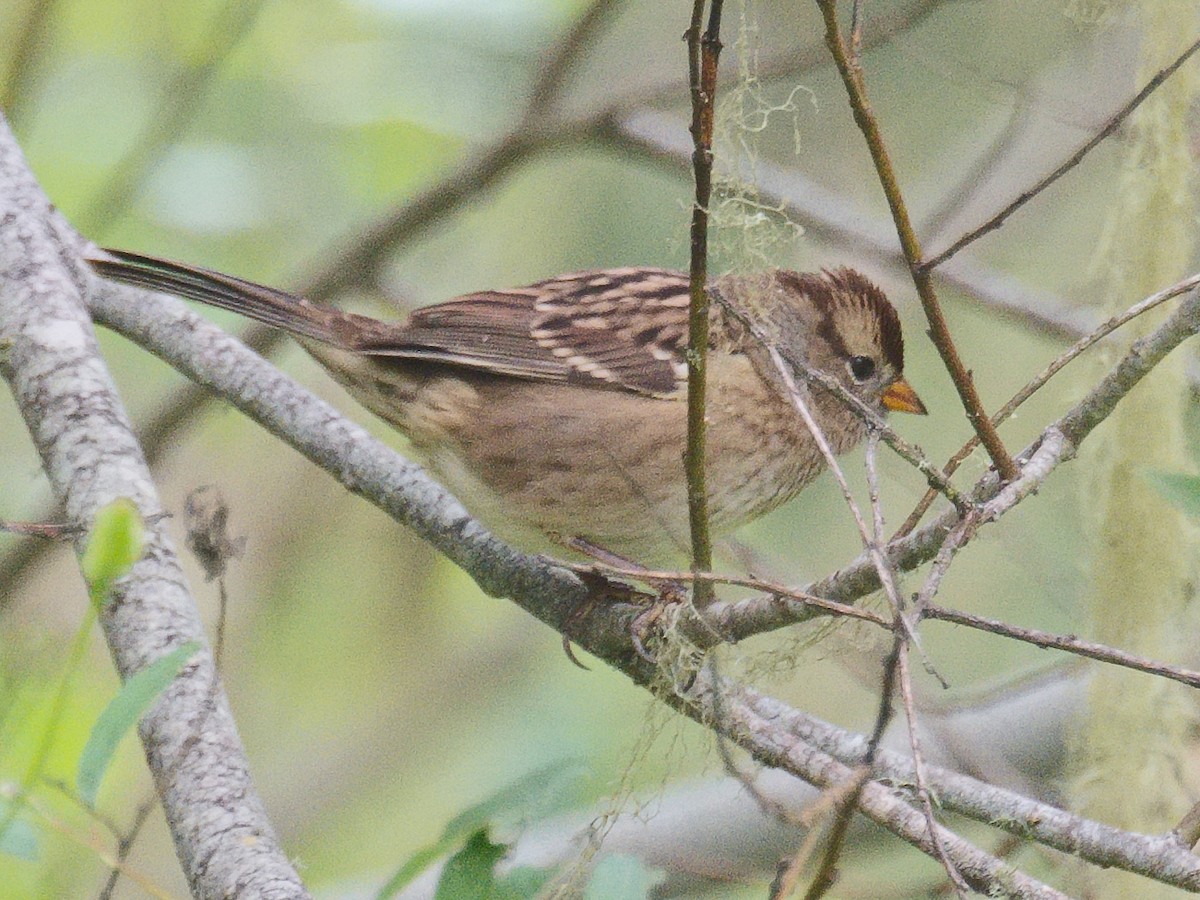 White-crowned Sparrow - ML620809591