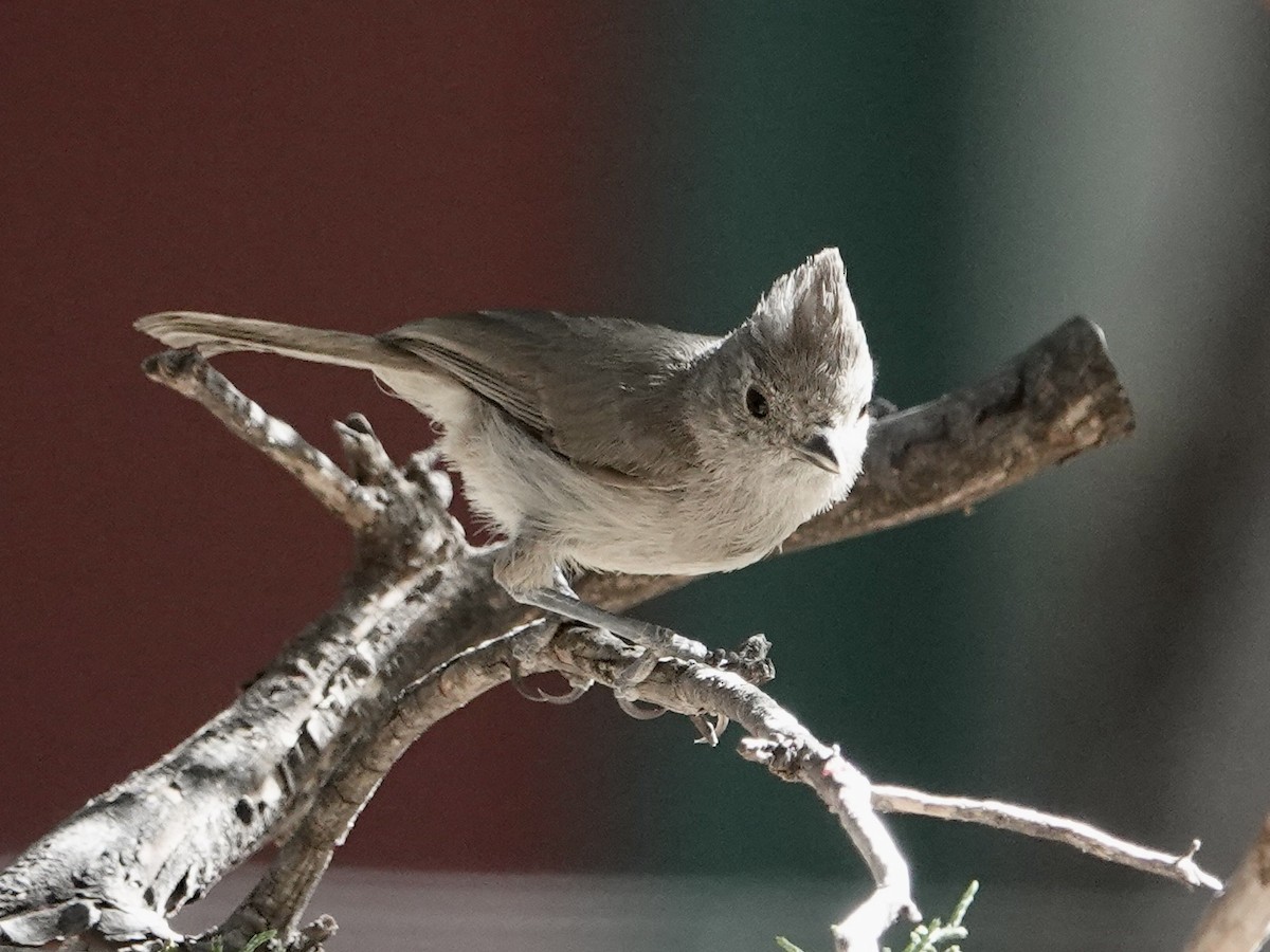 Juniper Titmouse - ML620809593