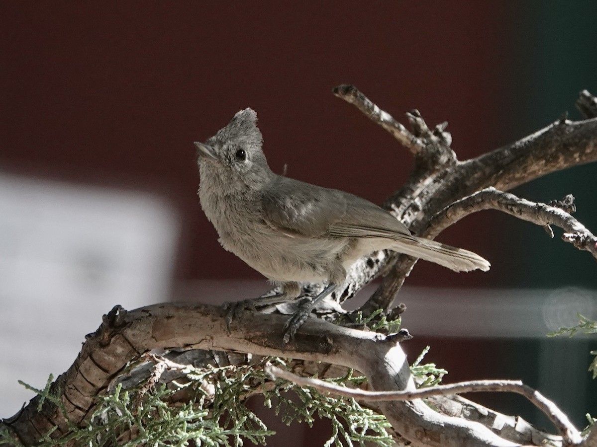 Juniper Titmouse - ML620809594