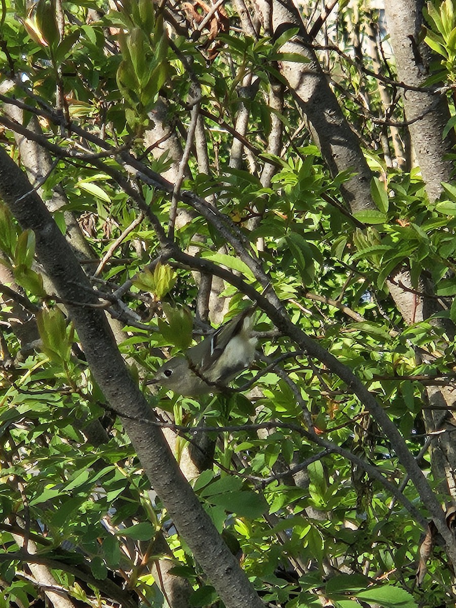 Ruby-crowned Kinglet - ML620809599