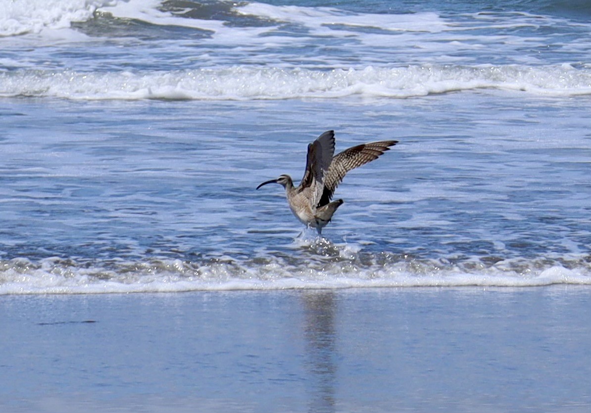 Whimbrel - Amy Yuen