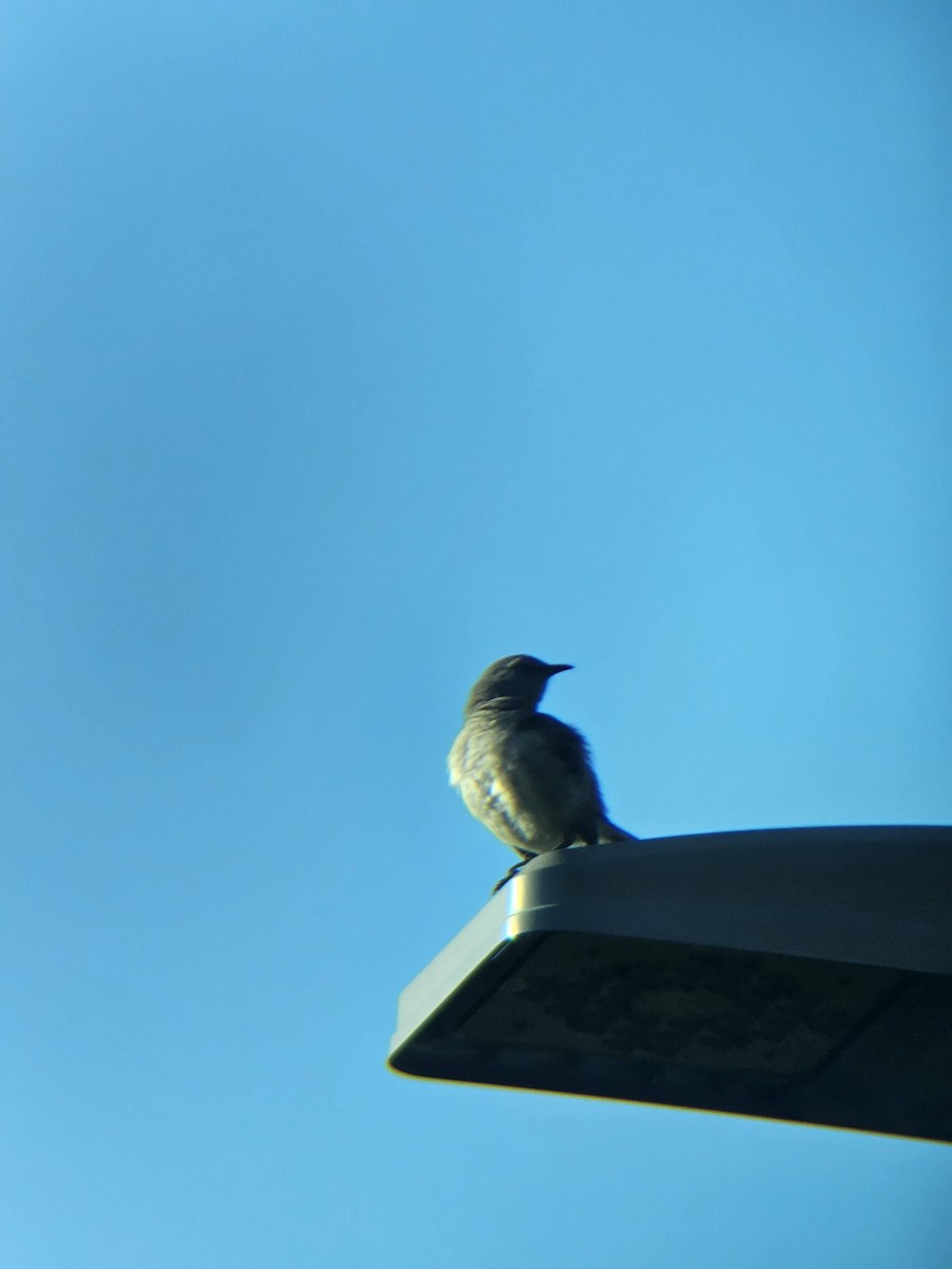 Northern Mockingbird - ML620809602