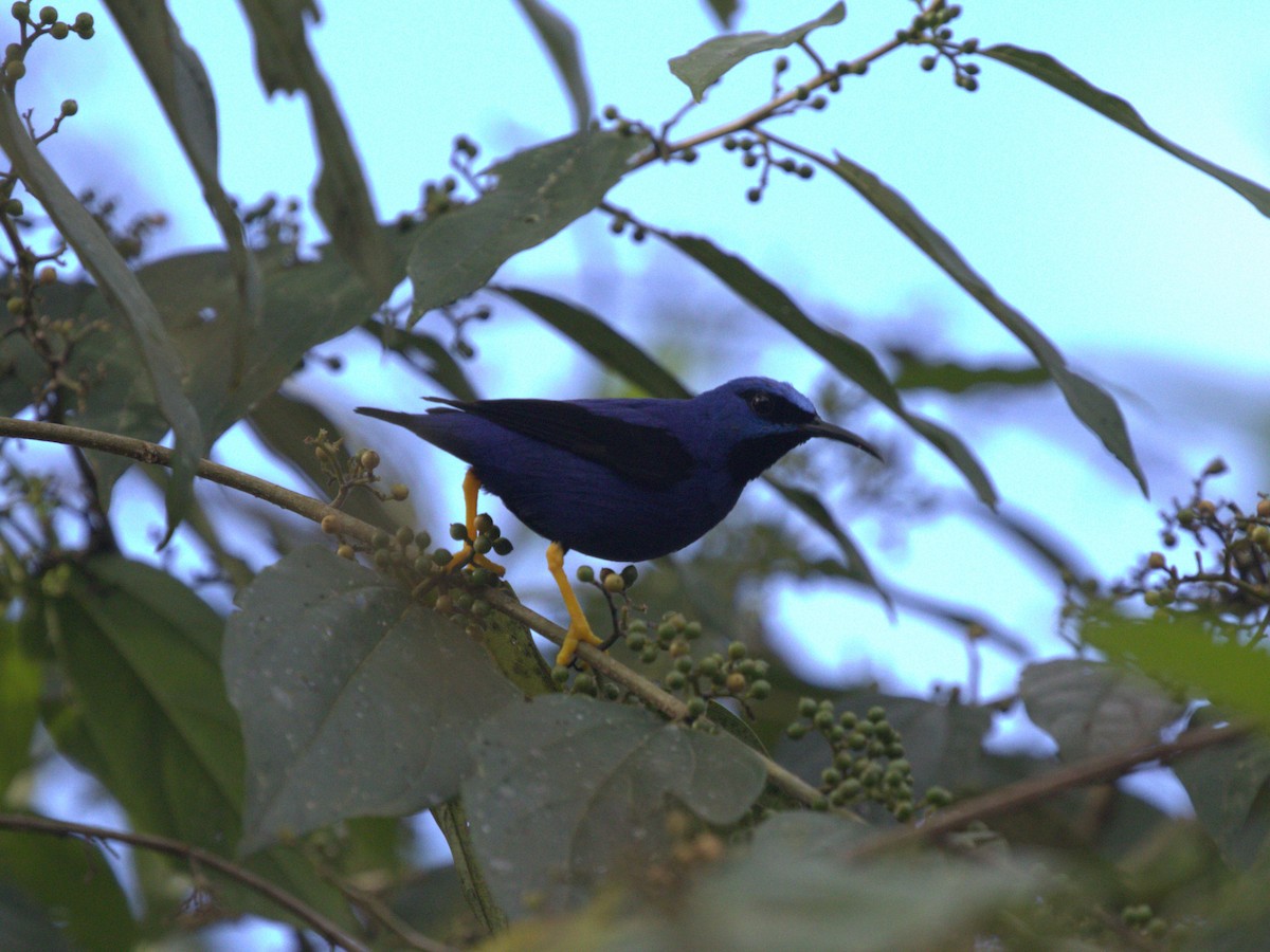 Purple Honeycreeper - ML620809612