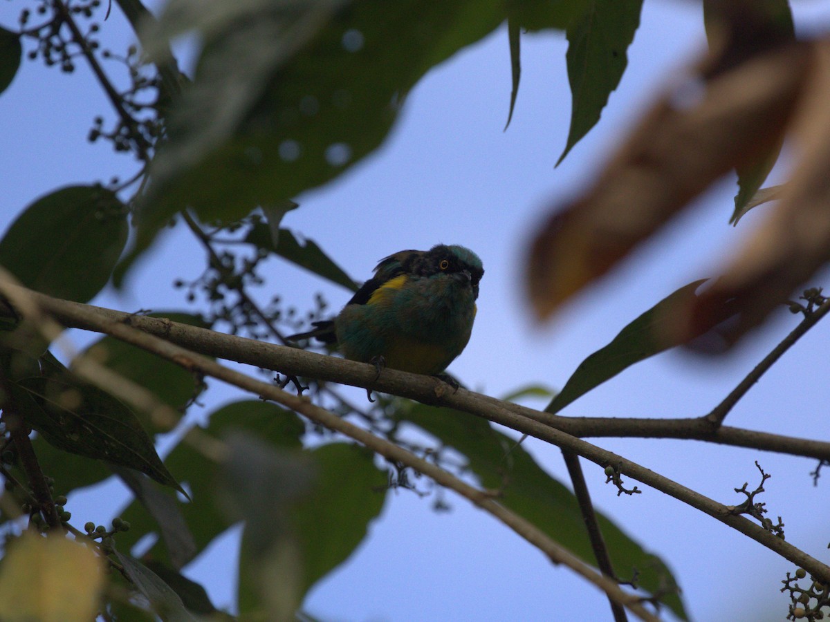 Black-faced Dacnis (Yellow-tufted) - ML620809617
