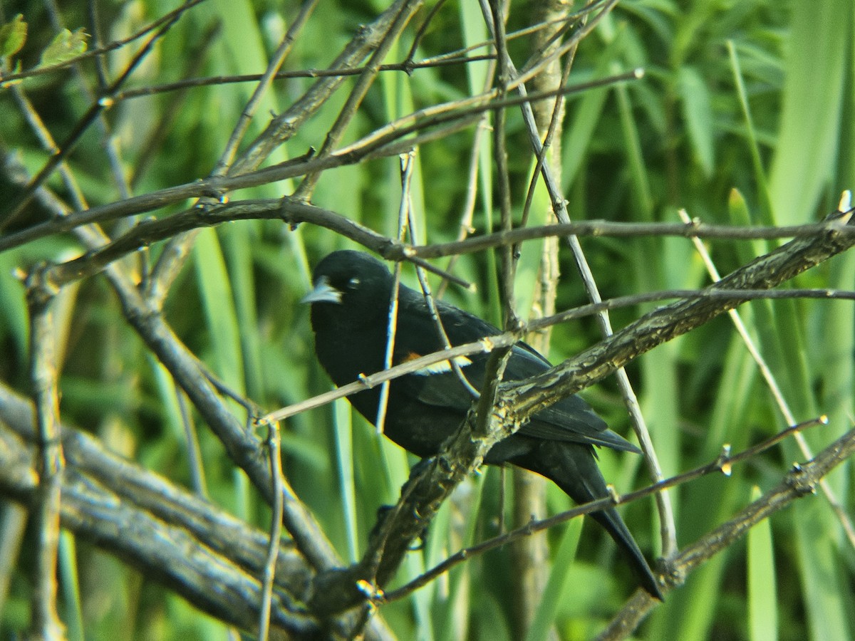 Red-winged Blackbird - ML620809619