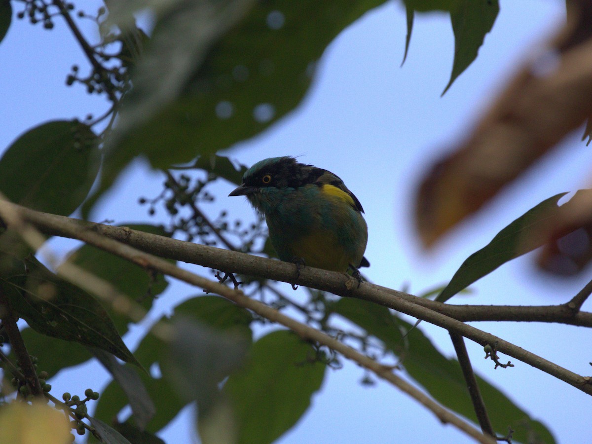 Black-faced Dacnis (Yellow-tufted) - ML620809624