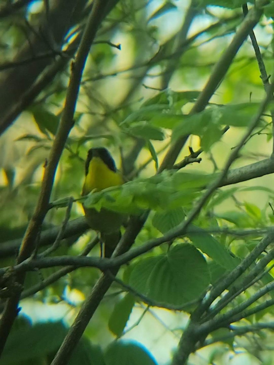 Common Yellowthroat - ML620809627