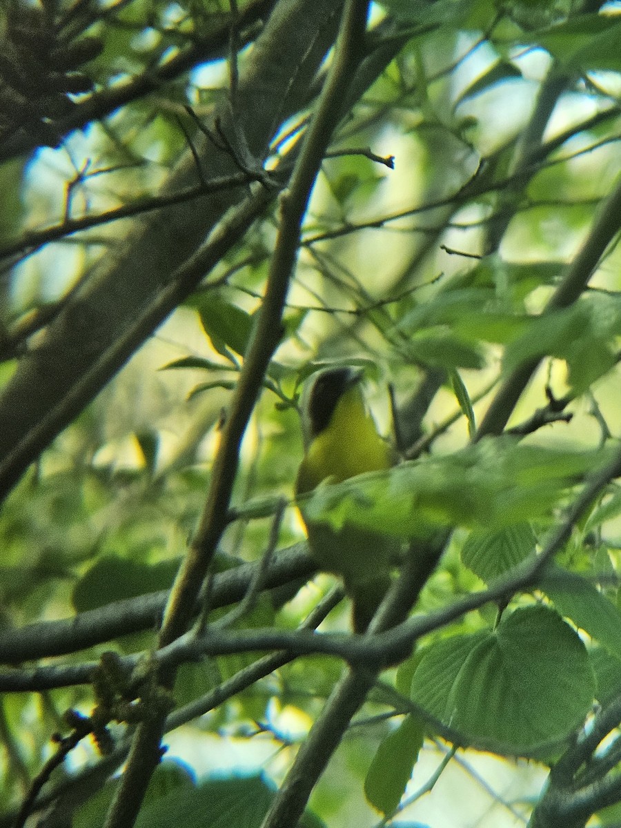 Common Yellowthroat - ML620809628