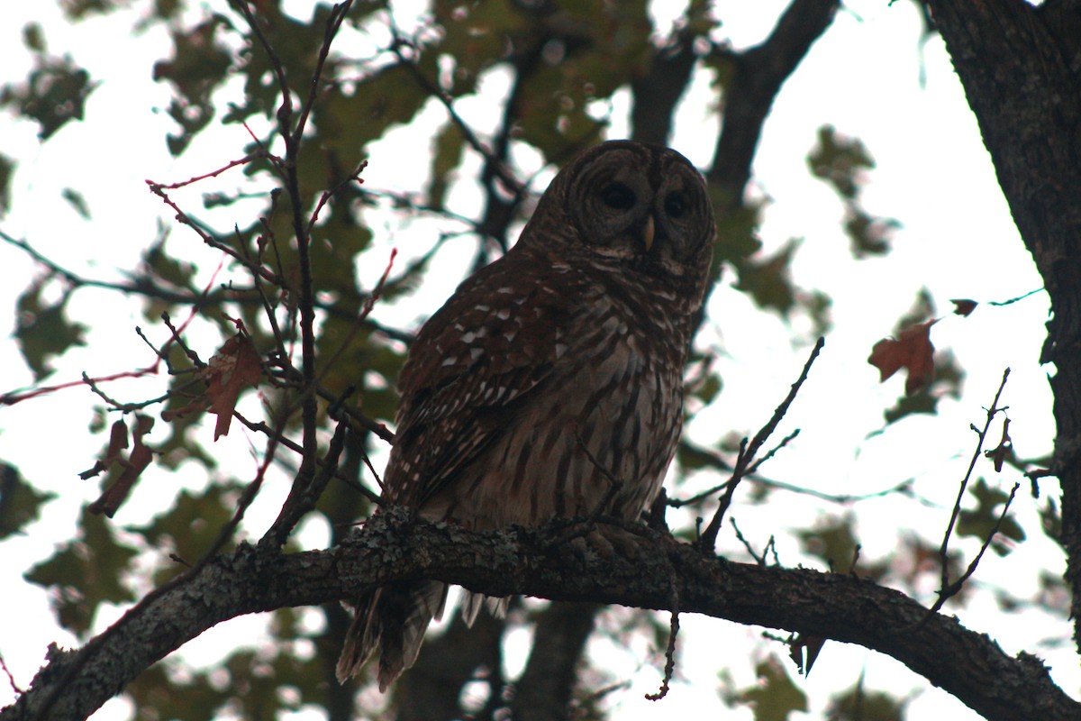 Barred Owl - ML620809632