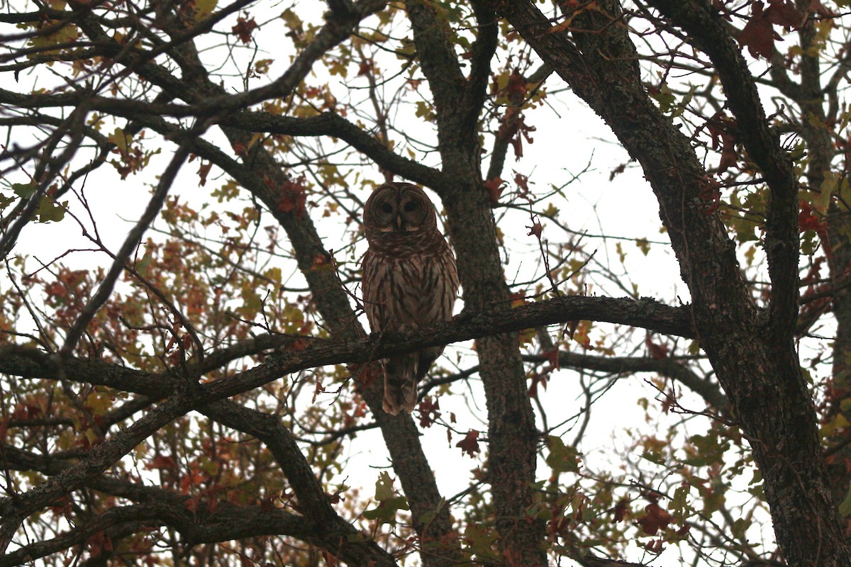 Barred Owl - Jesse Pline