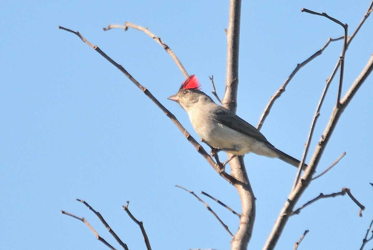 Pileated Finch - ML620809635