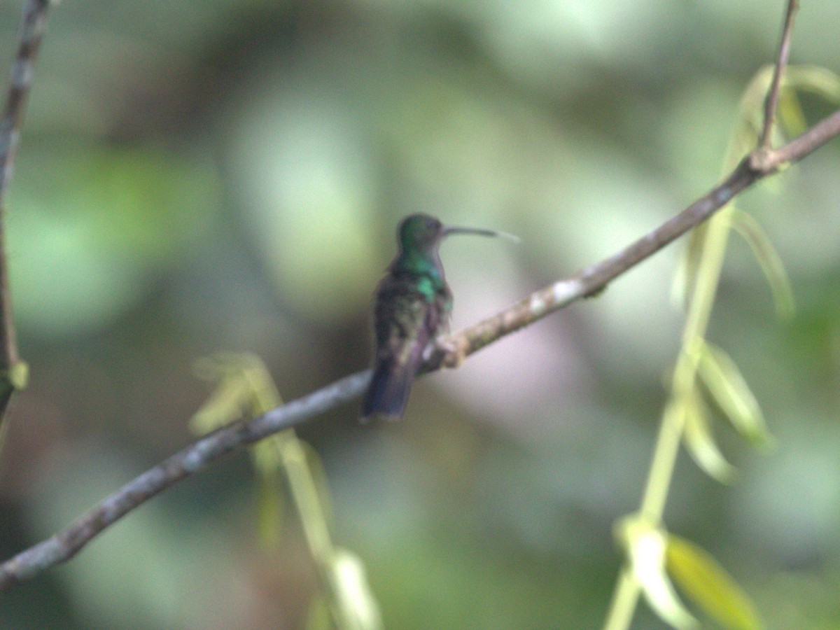 Purple-chested Hummingbird - ML620809637