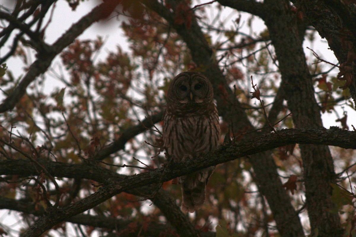 Barred Owl - ML620809640