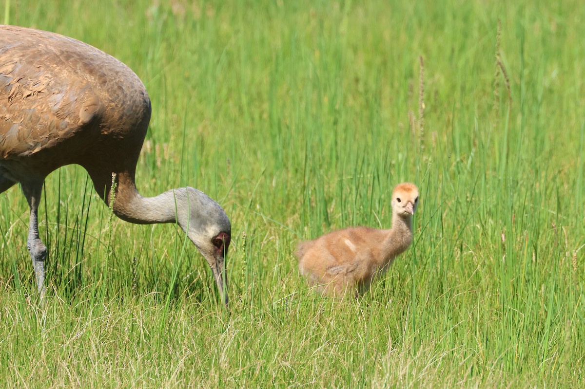 Sandhill Crane - ML620809641