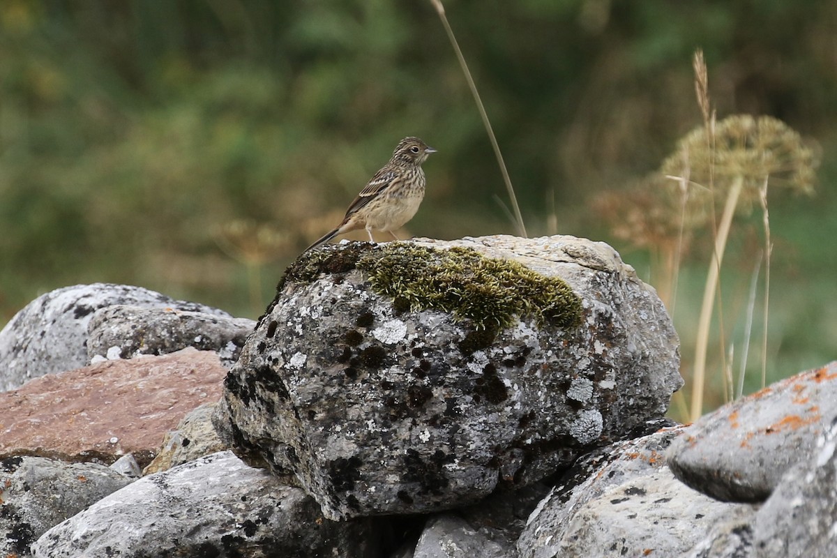 Yellowhammer - ML620809642