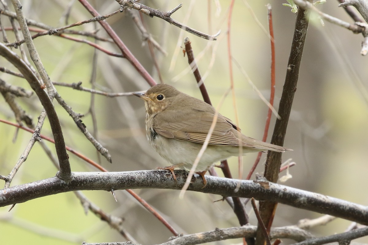 Swainson's Thrush - ML620809645