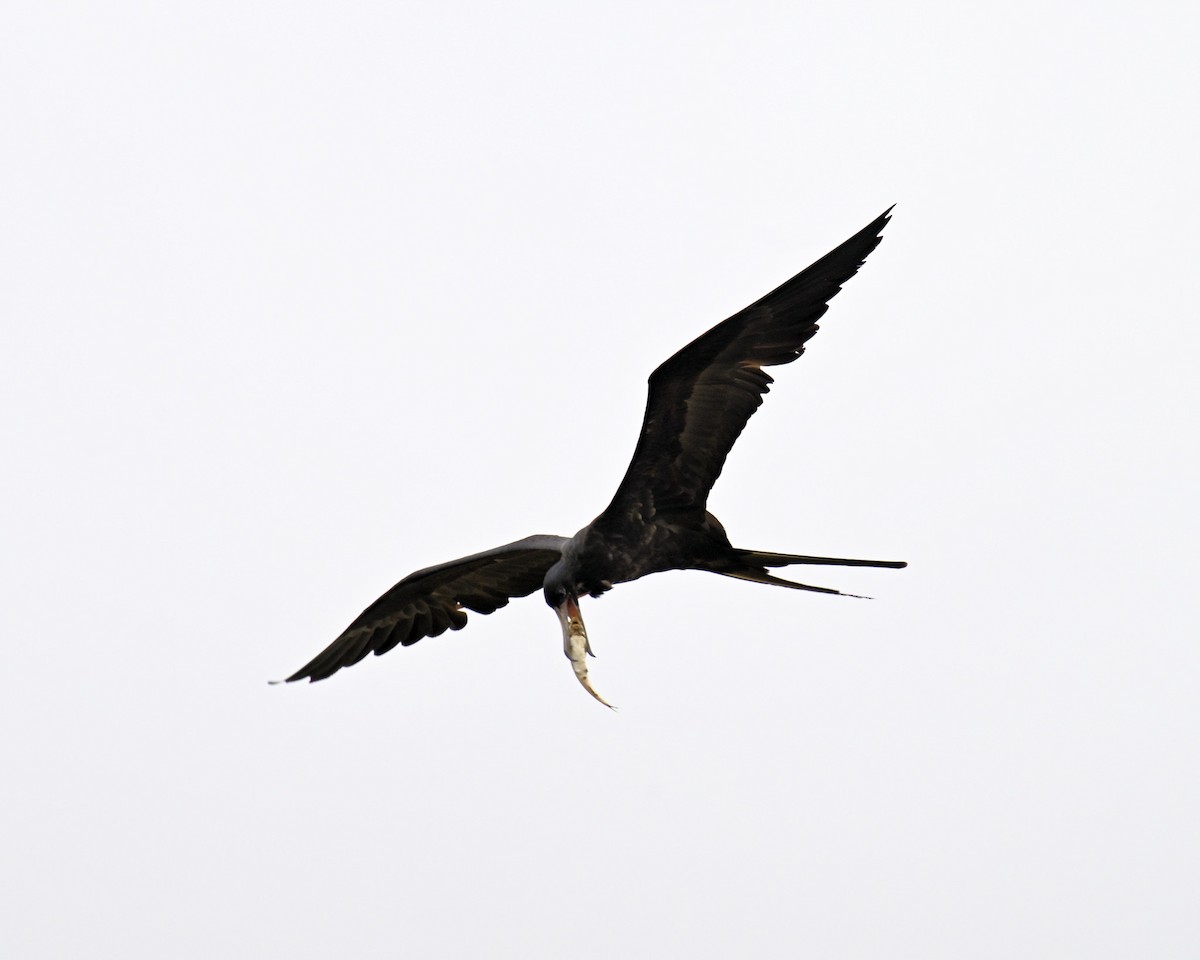 Magnificent Frigatebird - ML620809647