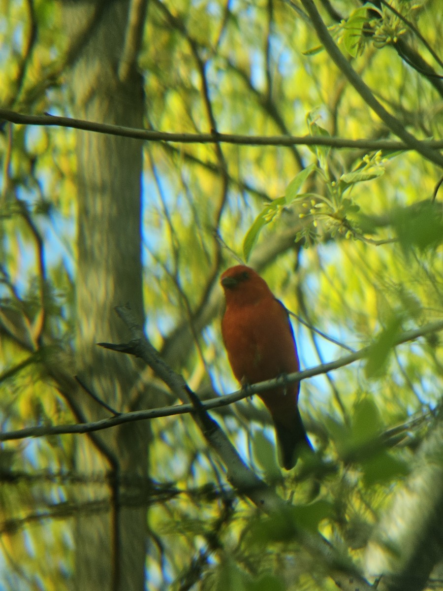 Scarlet Tanager - ML620809648