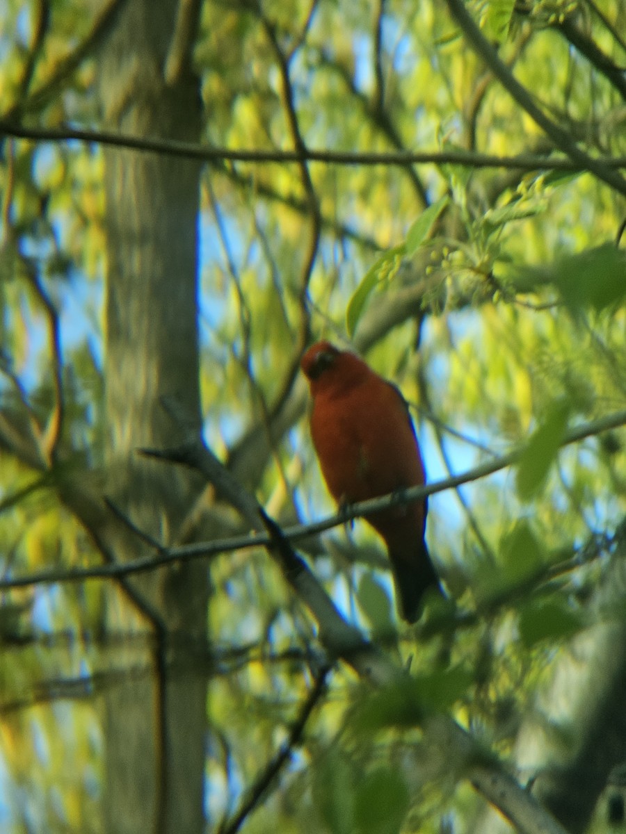 Scarlet Tanager - ML620809650