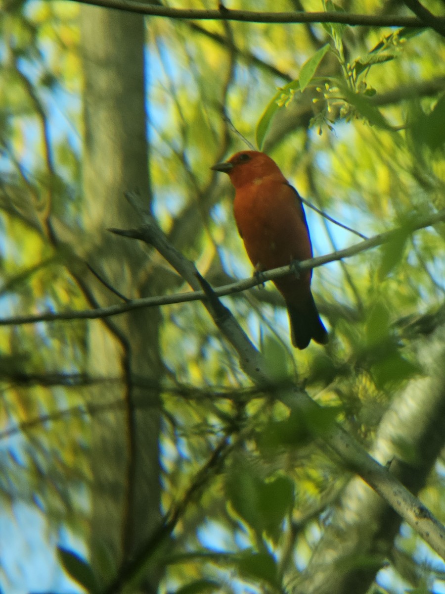 Scarlet Tanager - ML620809651