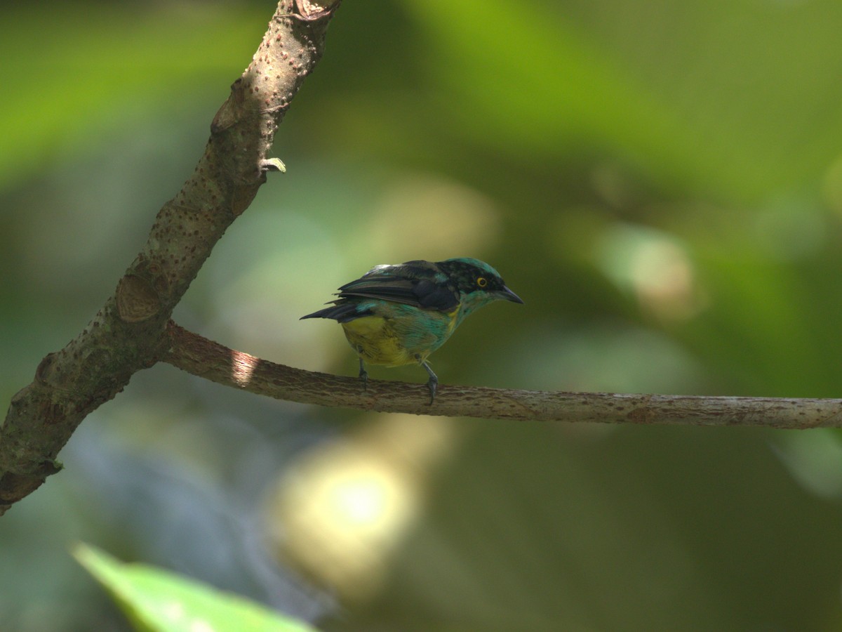 Black-faced Dacnis (Yellow-tufted) - ML620809654