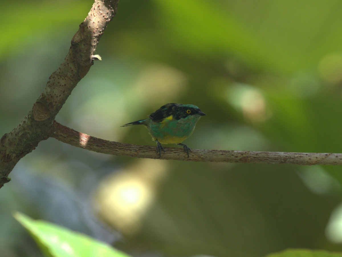 Black-faced Dacnis (Yellow-tufted) - ML620809657