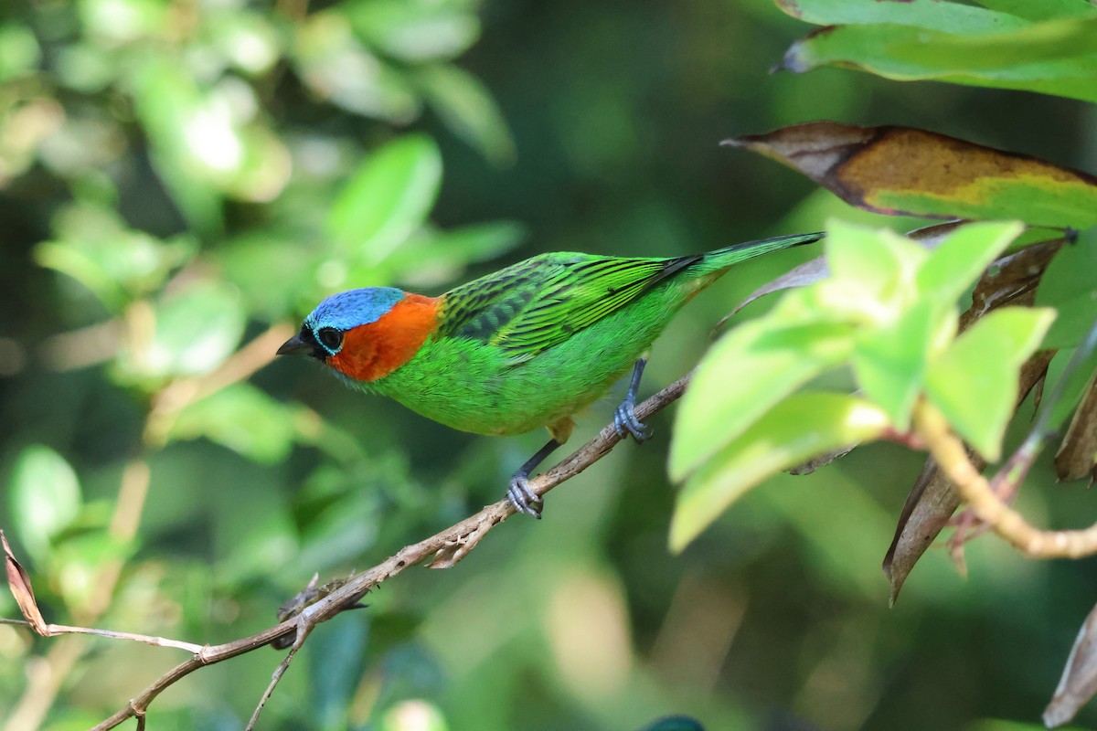 Red-necked Tanager - ML620809660