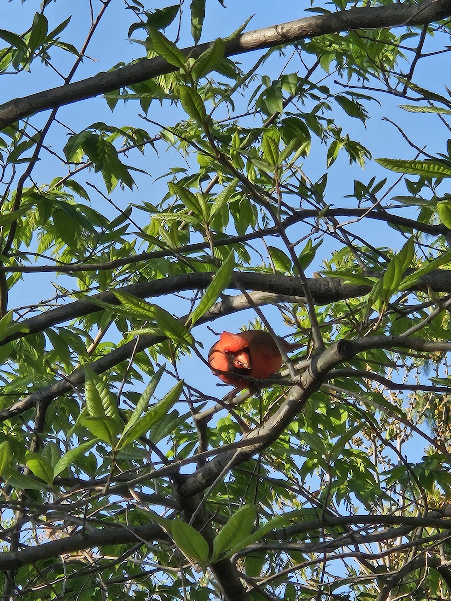 Northern Cardinal - ML620809664