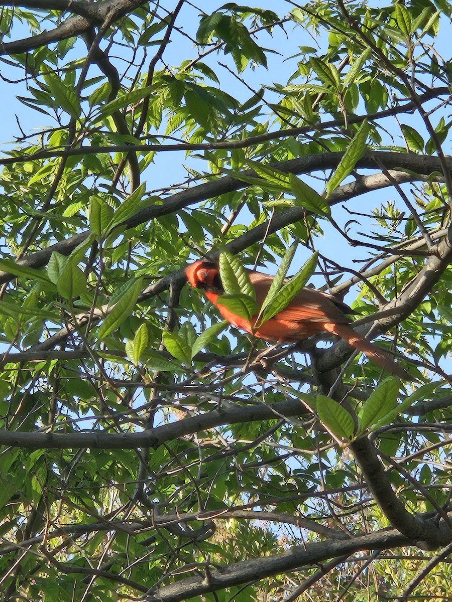 Cardinal rouge - ML620809667