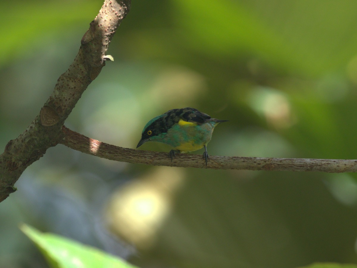 Black-faced Dacnis (Yellow-tufted) - ML620809672