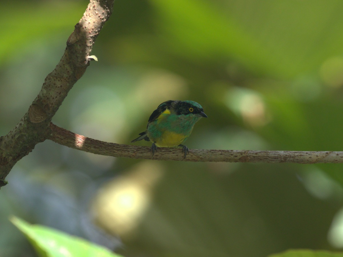 Black-faced Dacnis (Yellow-tufted) - ML620809676