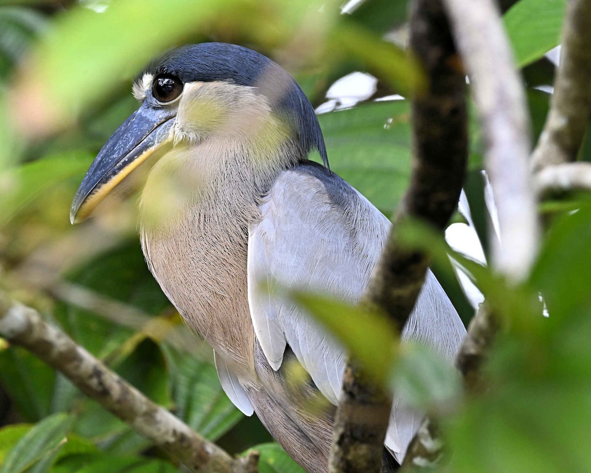 Boat-billed Heron - ML620809680