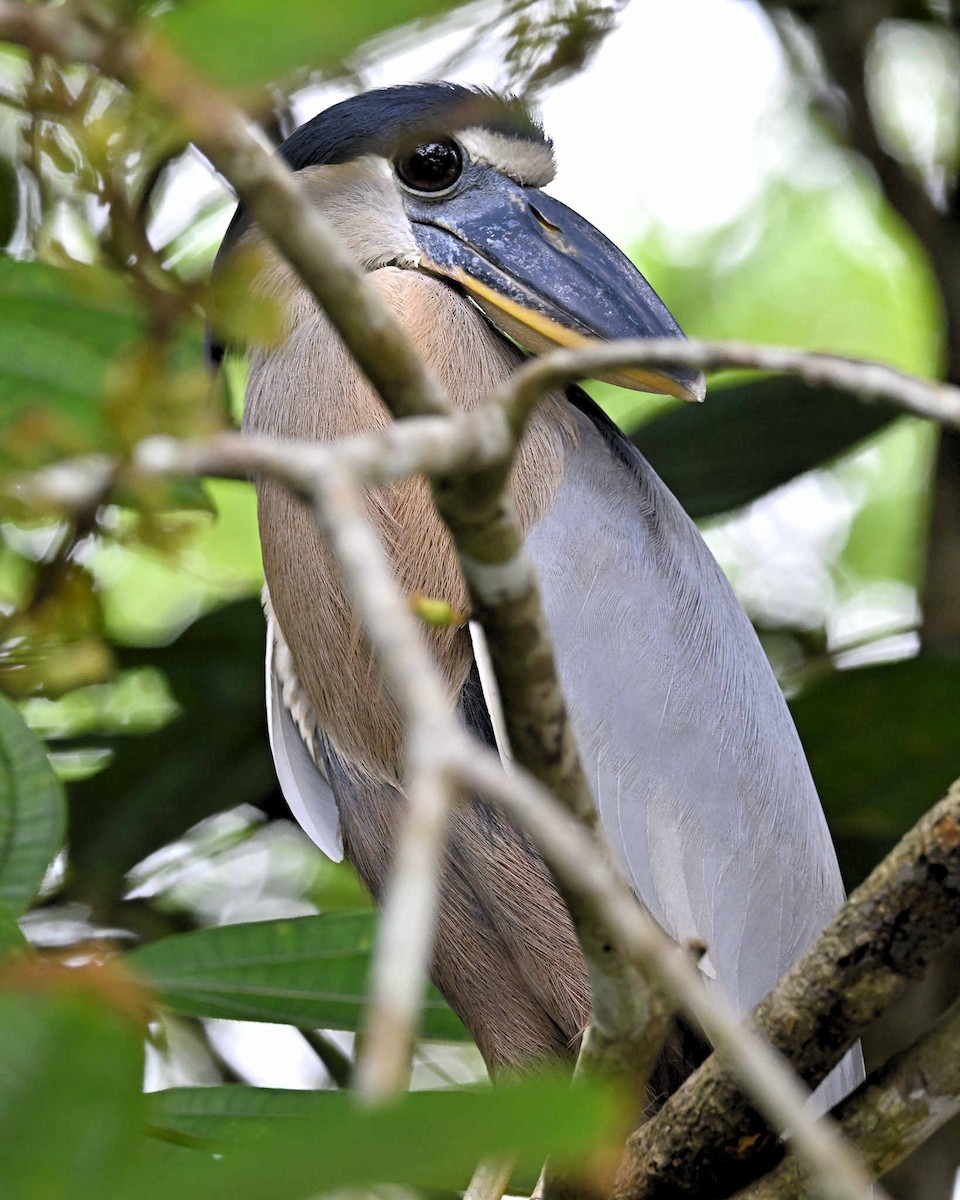 Boat-billed Heron - Les Barstow