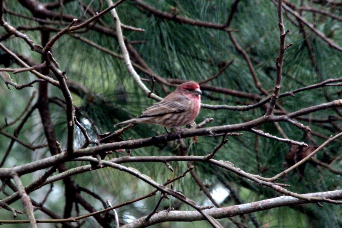 House Finch - ML620809683