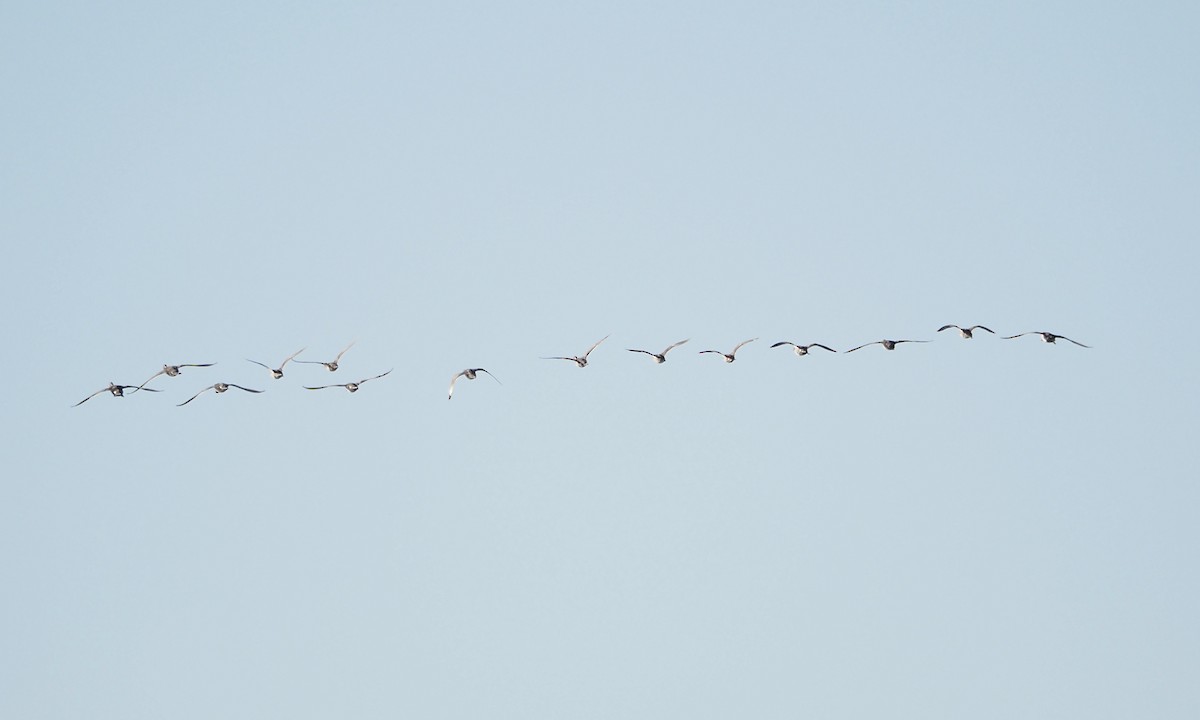 Northern Pintail - ML620809687