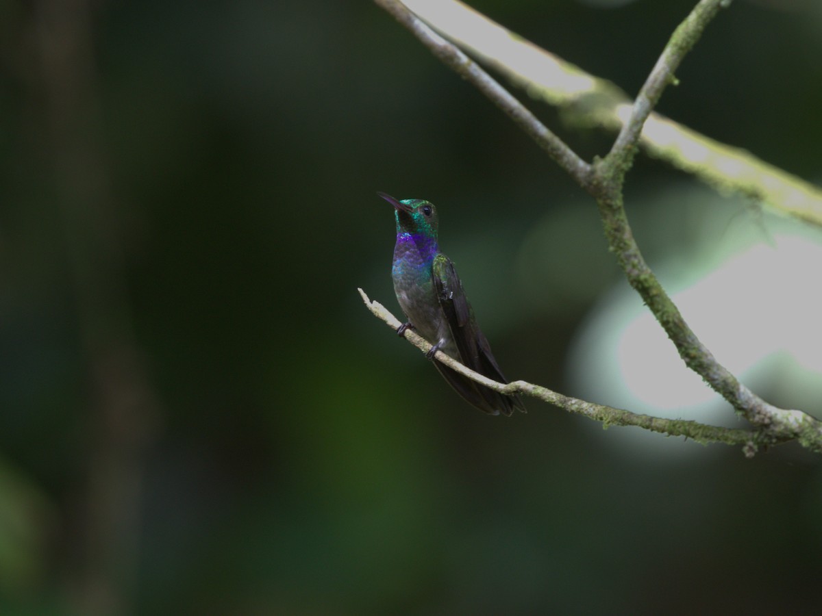 Blue-chested Hummingbird - ML620809691