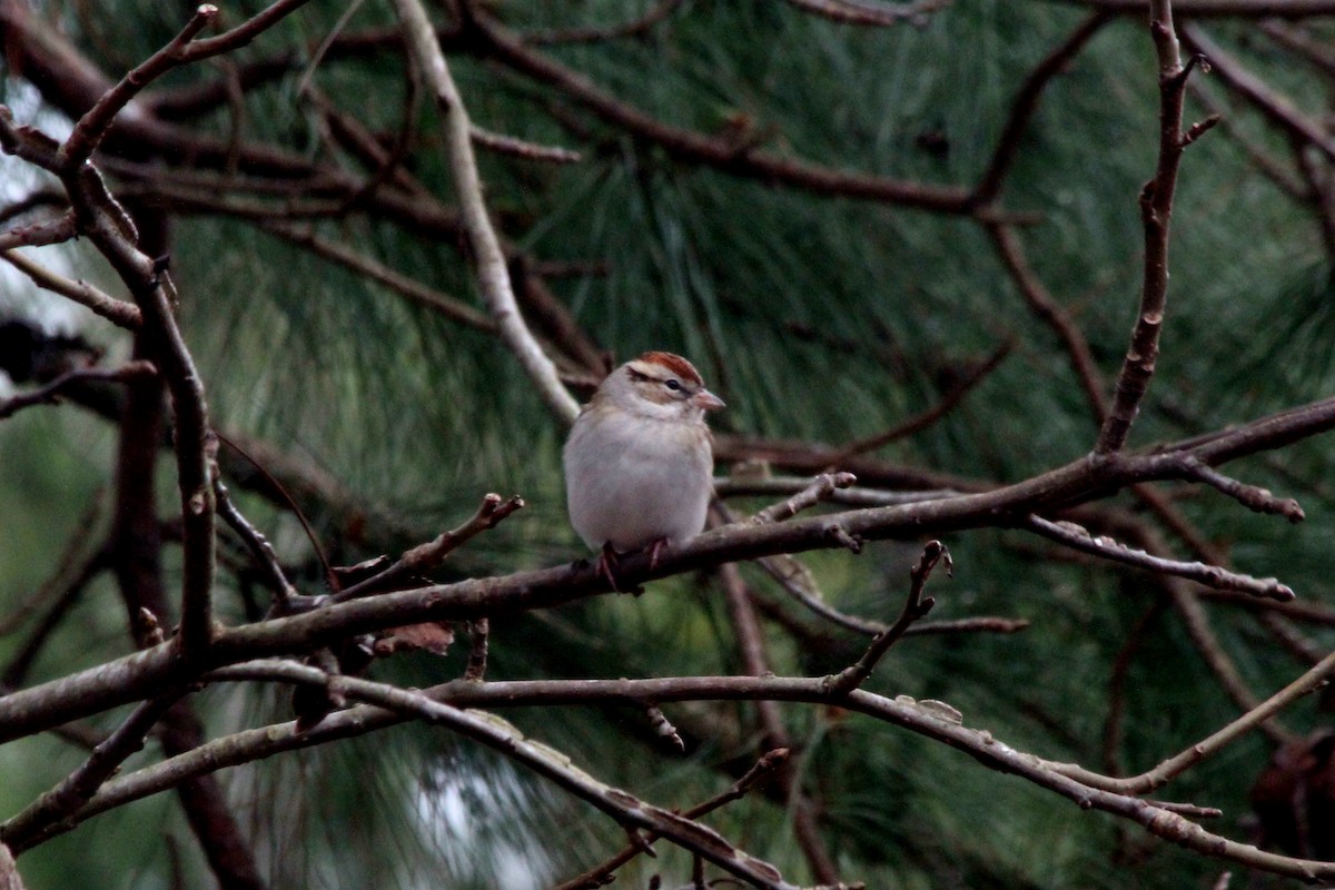 Chipping Sparrow - ML620809693