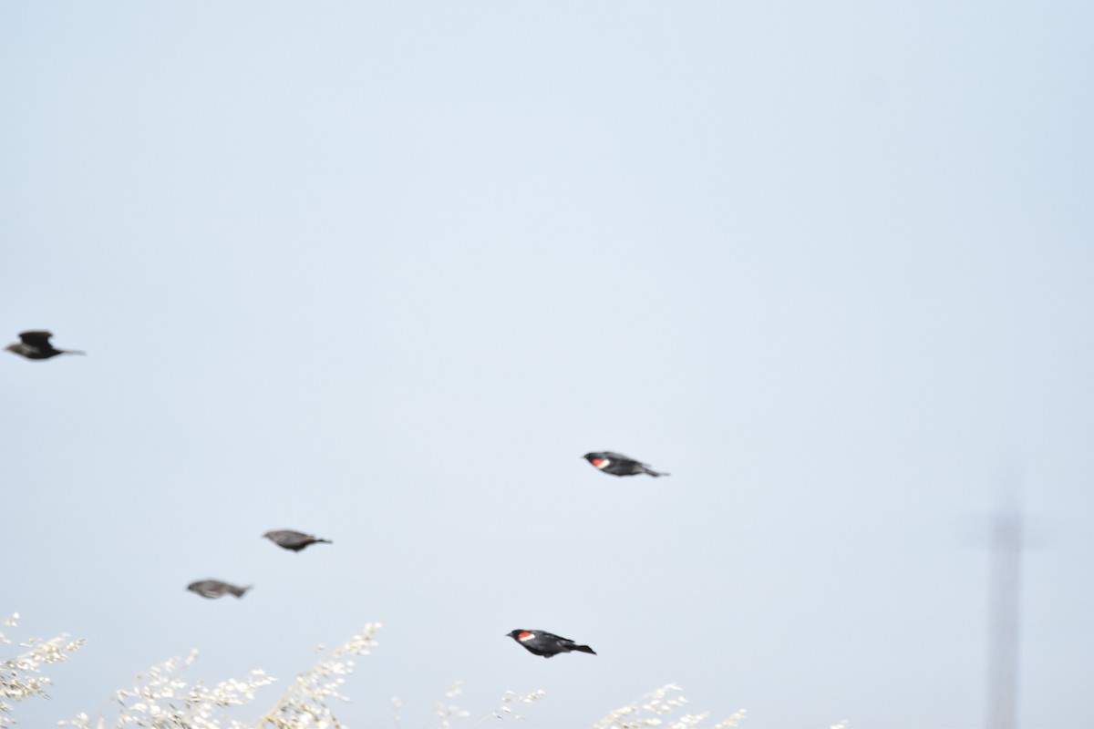 Tricolored Blackbird - ML620809714