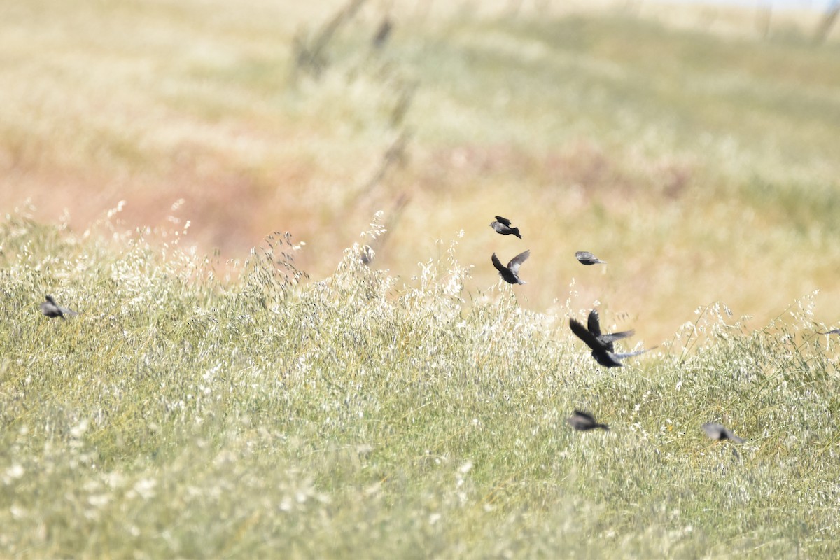 Tricolored Blackbird - ML620809715