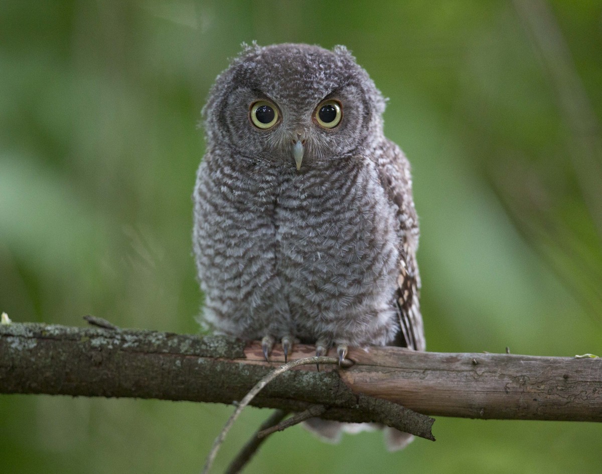 Eastern Screech-Owl - ML620809716