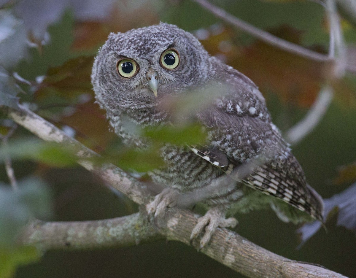 Eastern Screech-Owl - ML620809717